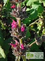 Salvia spathacea 'Las Pilitas'