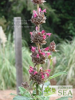 Salvia spathacea 'Las Pilitas'