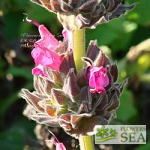 Salvia spathacea 'Las Pilitas'