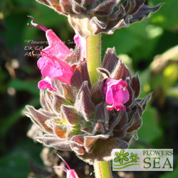 Salvia spathacea 'Las Pilitas'