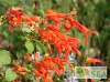 Salvia regla 'Jame'