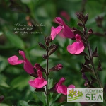 Salvia greggii 'Black Cherry'