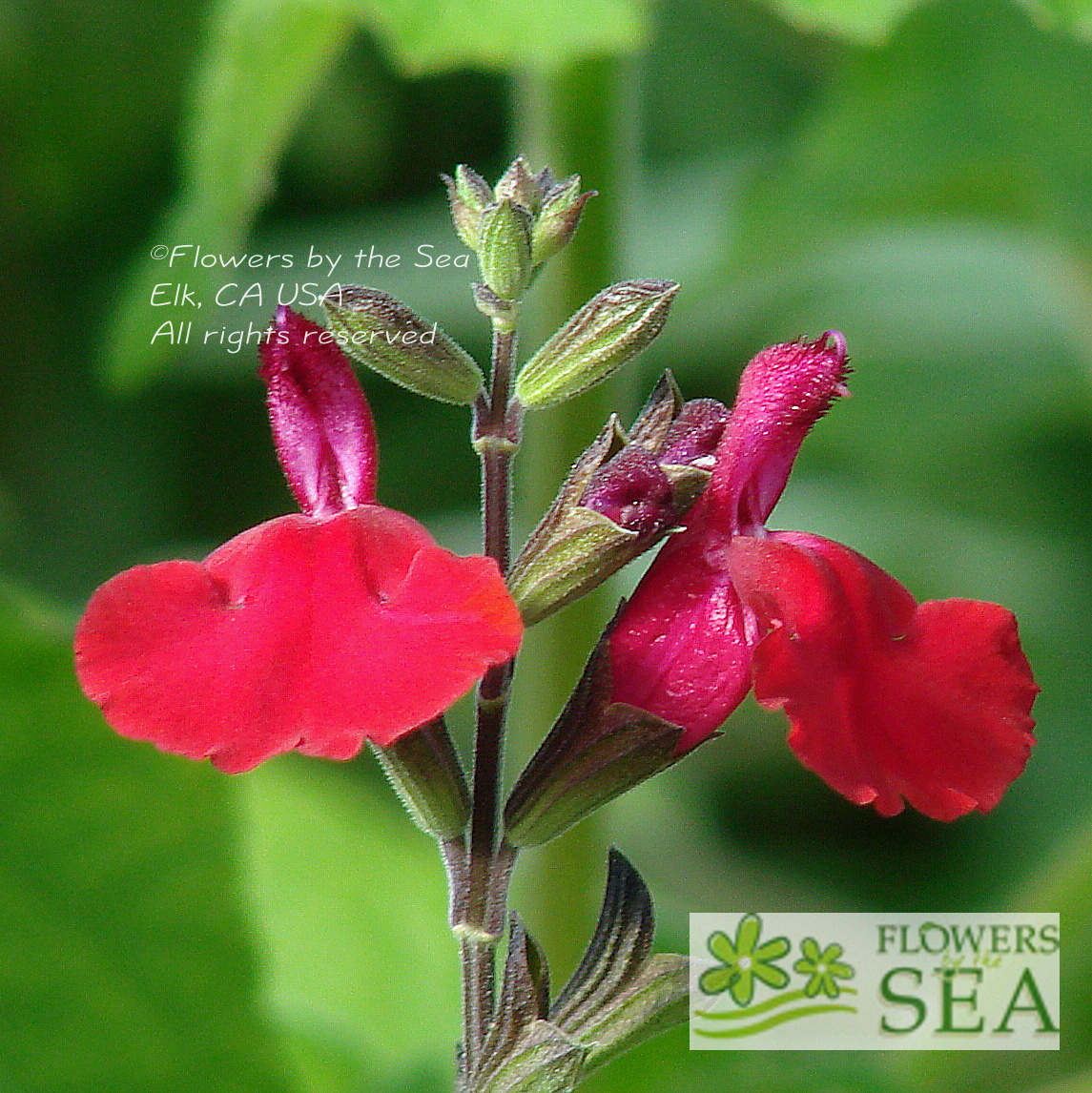 Salvia greggii x lemmonii 'Raspberry Royale'