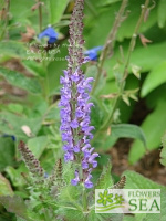 Salvia regeliana