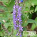 Salvia regeliana