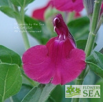 Salvia greggii 'Elk Pomegranate'