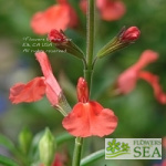 Salvia greggii 'Lowrey's Peach'