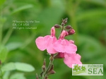 Salvia microphylla 'Heatwave Scorcher'