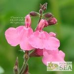 Salvia microphylla 'Heatwave Scorcher'