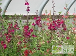 Salvia greggii 'Burgundy Seduction'