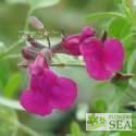 Salvia greggii 'Burgundy Seduction'