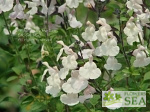 Salvia microphylla 'Heatwave Glimmer'