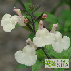 Salvia microphylla 'Heatwave Glimmer'