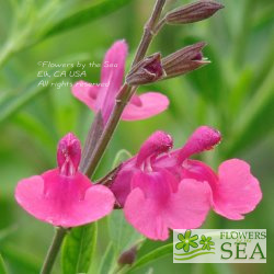 Salvia greggii 'Dark Dancer'