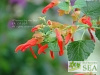 Salvia regla 'Huntington Gardens Form'