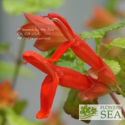 Salvia regla 'Huntington Gardens Form'