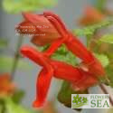 Salvia regla 'Huntington Gardens Form'