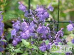 Salvia microphylla 'Mesa Azure'