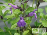 Salvia microphylla 'Mesa Azure'