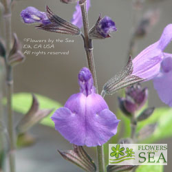 Salvia microphylla 'Mesa Azure'