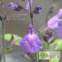 Salvia microphylla 'Mesa Azure'