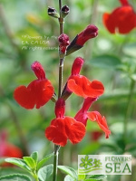 Salvia microphylla 'Royal Bumble'