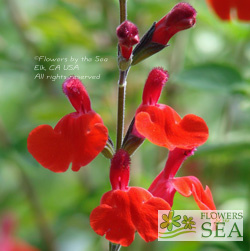 Salvia microphylla 'Royal Bumble'