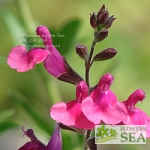 Salvia greggii 'Wild Thing'