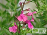 Salvia greggii 'Plum Wine'