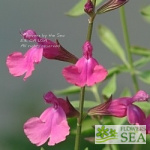 Salvia greggii 'Plum Wine'