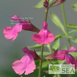 Salvia greggii 'Plum Wine'