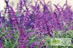 Salvia leucantha 'Midnight'