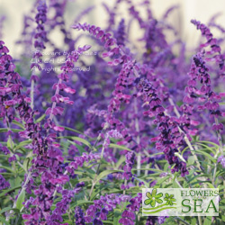 Salvia leucantha 'Midnight'