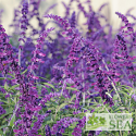 Salvia leucantha 'Midnight'