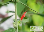 Salvia haenkei