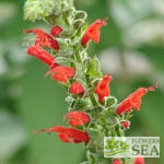 Salvia haenkei