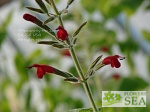 Salvia longistyla