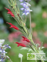 Salvia longistyla