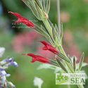 Salvia longistyla