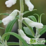 Salvia leucantha 'White Mischief'