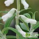 Salvia leucantha 'White Mischief'