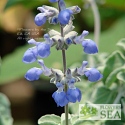 Salvia cedrosensis