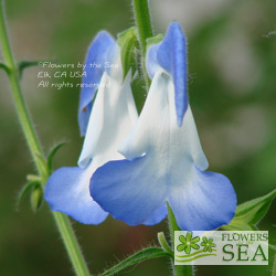 Salvia patens 'Dot's Delight'