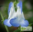 Salvia patens 'White Trophy'