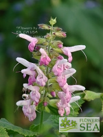 Salvia glabrescens 'Momobana'