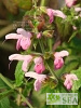 Salvia glabrescens 'Momobana'