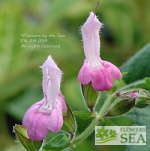 Salvia glabrescens 'Momobana'