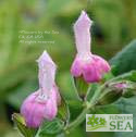 Salvia glabrescens 'Momobana'