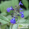 Salvia nana 'Elk Blue'