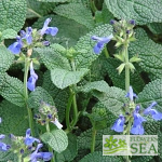 Salvia nana 'Elk Blue'